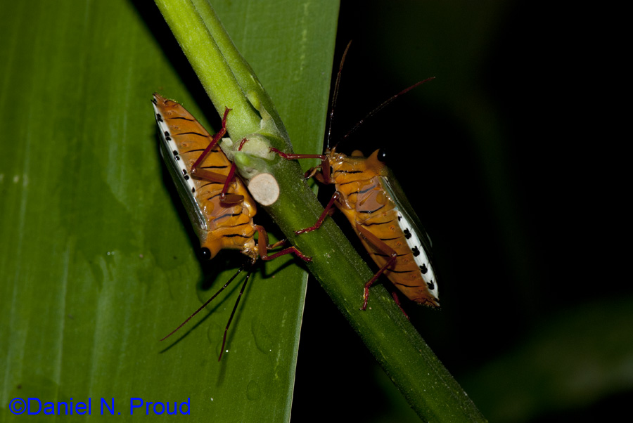 Thiddha Insect Insects | danielproud