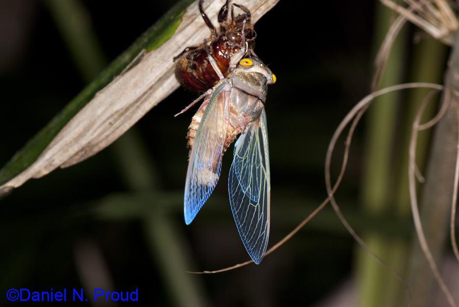 Madal Insect Insects | danielproud