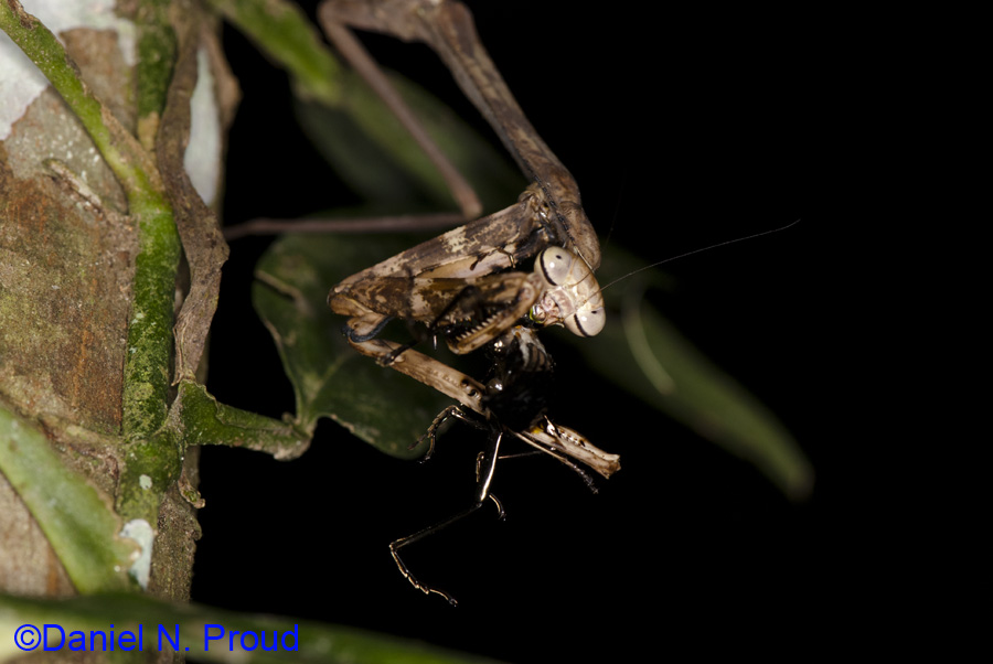 Insects | danielproud