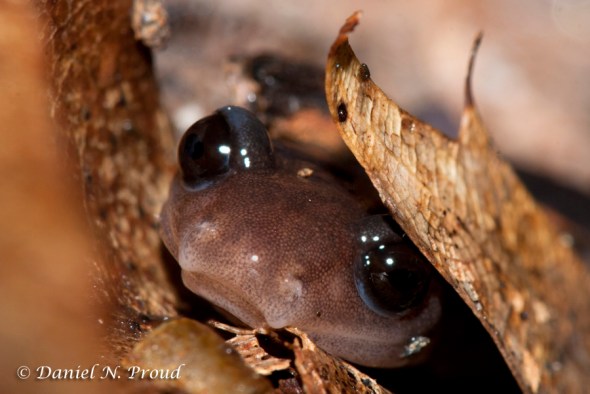 Salamander_elkknob North Carolina Salamander