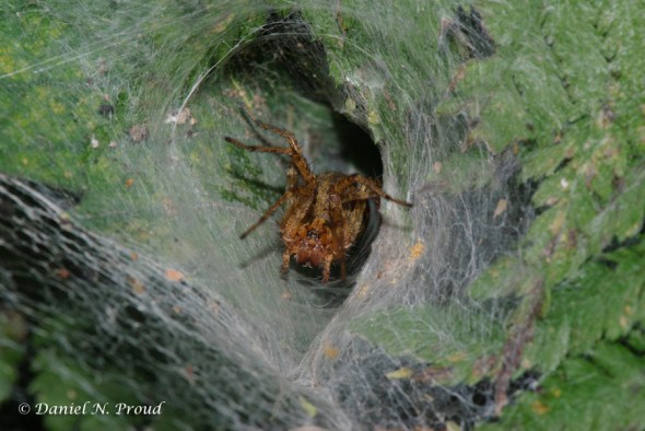 Agelenopsis sp. female Agelenopsis sp. female in funnel web