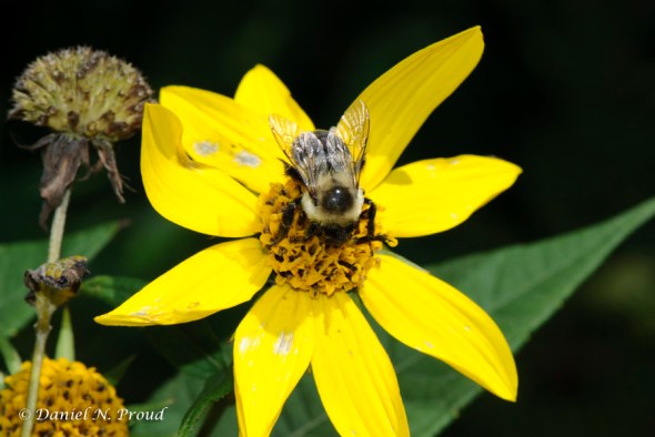 Elk Knob Bumblebee Elk Knob Bumblebee