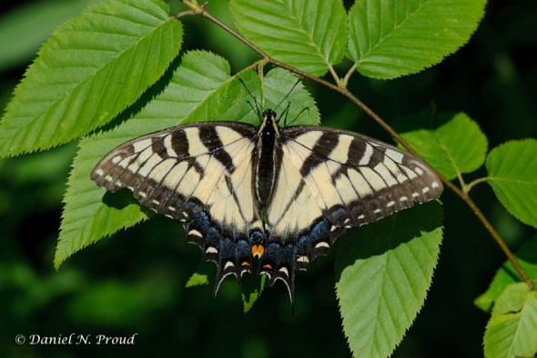 Eastern Swallowtail Butterfly