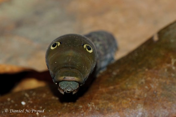Eastern Swallowtail Caterpillar 3