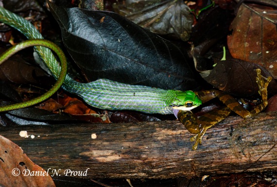 Parrot snake (Leptophis ahaetulla)