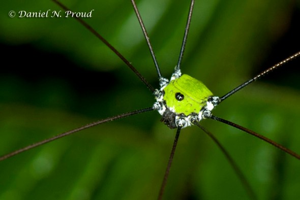 Prionostemma sp. "verde" - The green harvestman